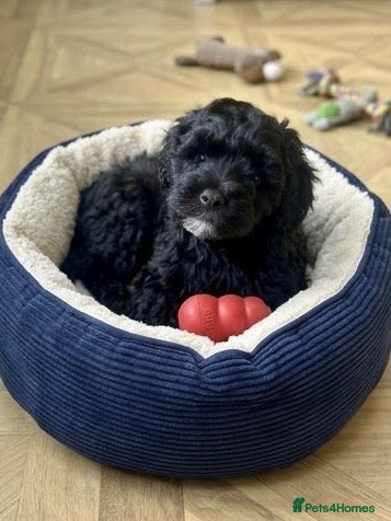 Cavapoo dogs Gorgeous F1B Cavapoo puppy - Advert 1