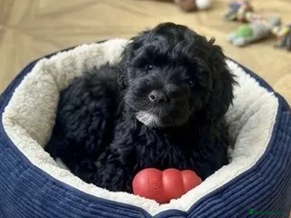 Cavapoo dogs Gorgeous F1B Cavapoo puppy - Advert 1