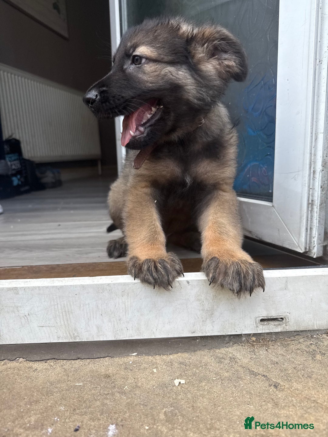 German Shepherd dogs for sale: READY NOW! German Shepherd x Belgian Malinois - Image 23