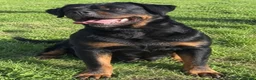 Rottweiler dogs for sale: Exceptional Rottweiler Puppies - Advert 3