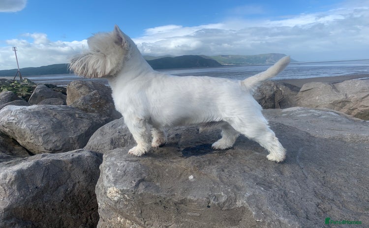 West Highland Terrier dogs - Advert 1