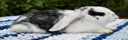 Mini Lop rabbits for sale: Cute French x Mini Lop Ready to Go!!! - Advert 12