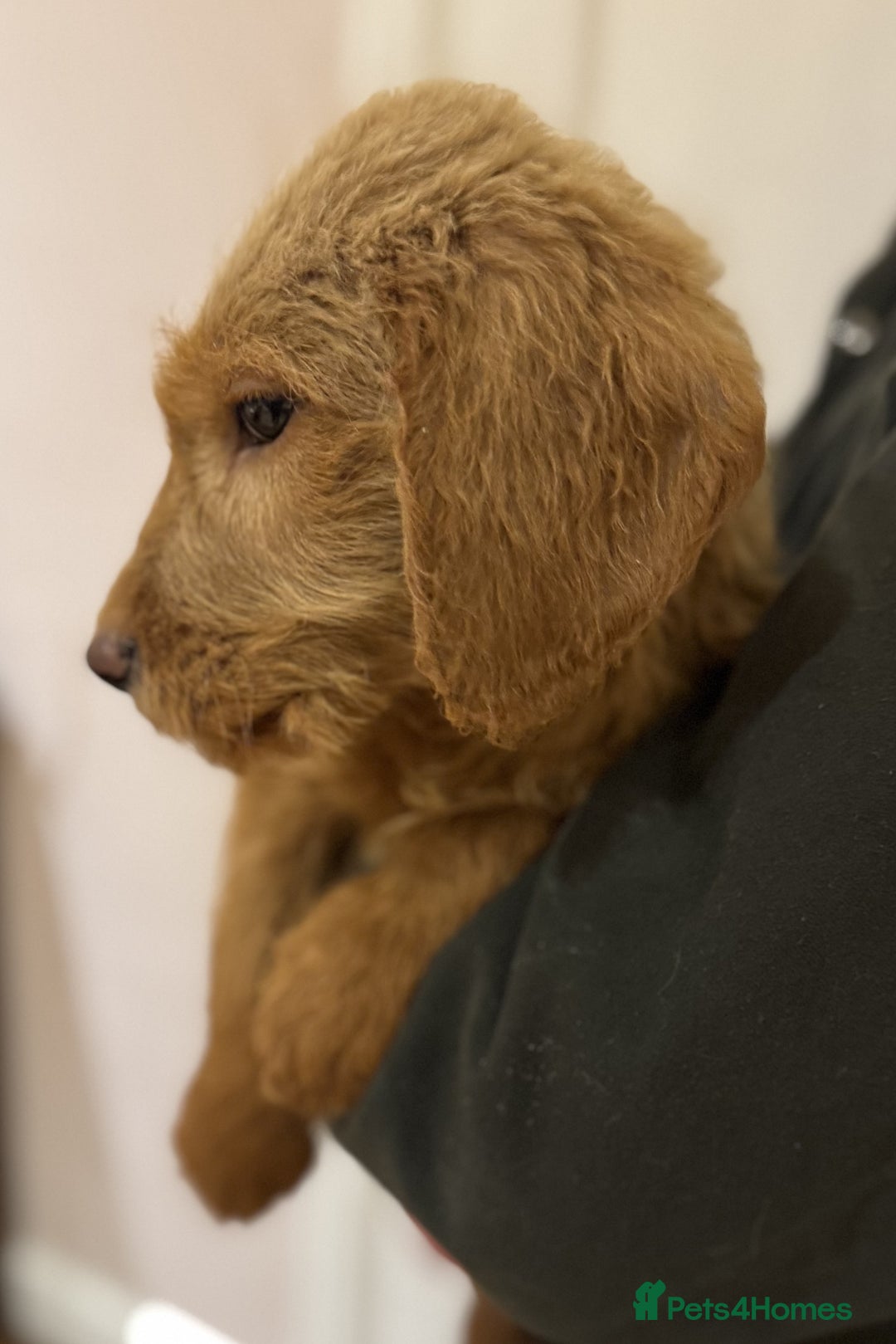 Labradoodle dogs for sale: 5* Fully Vaccinated Australian Labradoodle x Lab - Advert 6