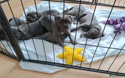 Mixed Breed dogs for sale: Pretty little girls  - Image 6