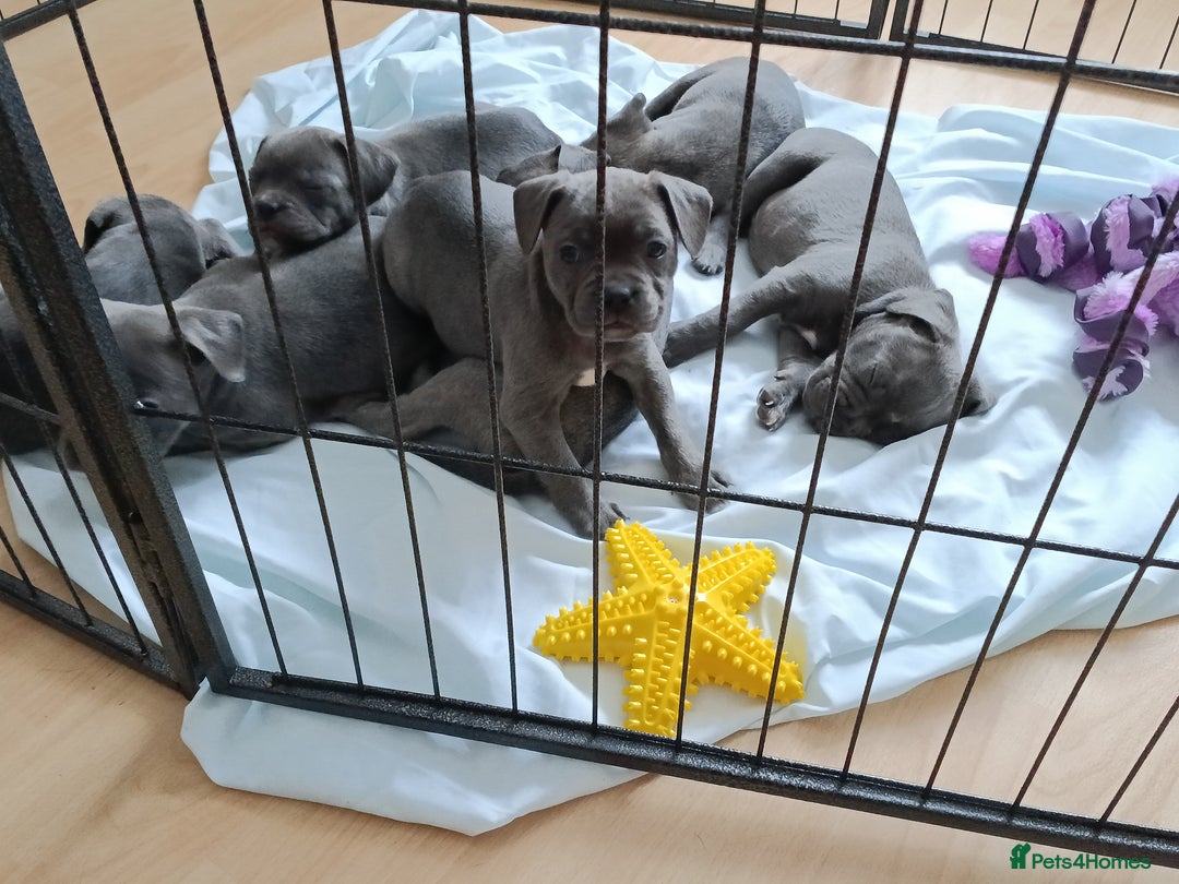 Mixed Breed dogs for sale: Pretty little girls  - Image 6