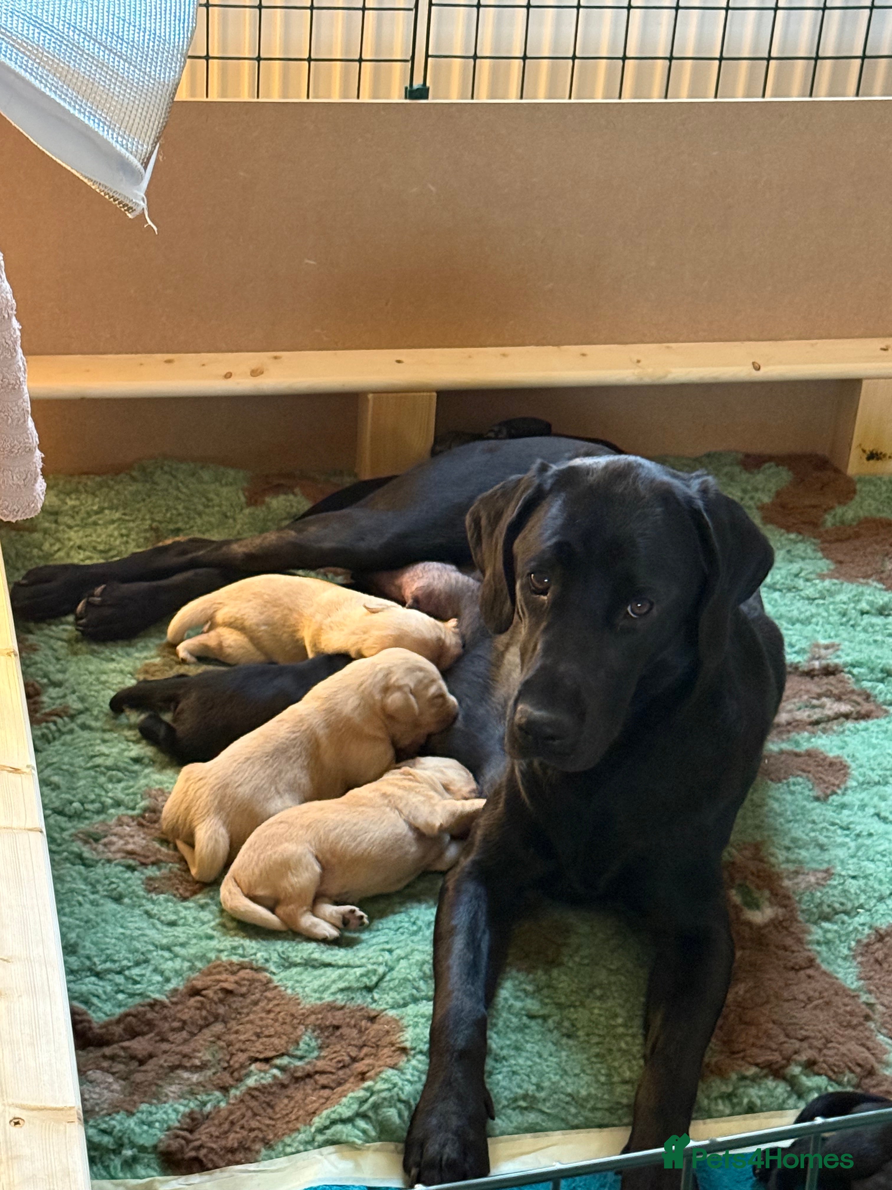 Labrador Retriever dogs KC registered Labrador Retriever puppies available - Advert 10
