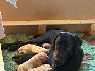 Labrador Retriever dogs KC registered Labrador Retriever puppies available - Advert 10