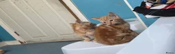 Mixed Breed cats for sale: Bengal and British shorthair  - Advert 7