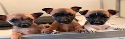 Jack Chi dogs for sale: JRT x Chihuahua puppies.  - Advert 4