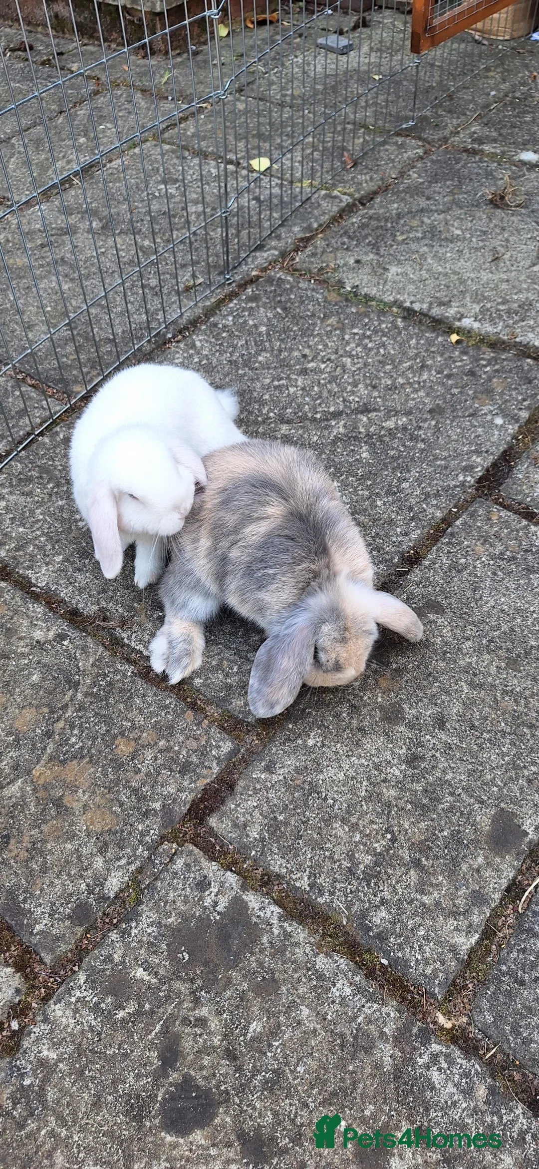Mini Lop rabbits for sale: Mini Lop siblings & hutch FOR SALE (10 weeks) - Advert 1