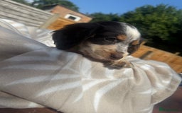 Cocker Spaniel dogs for sale: Beautiful Cocker Spaniel Puppies - Image 4