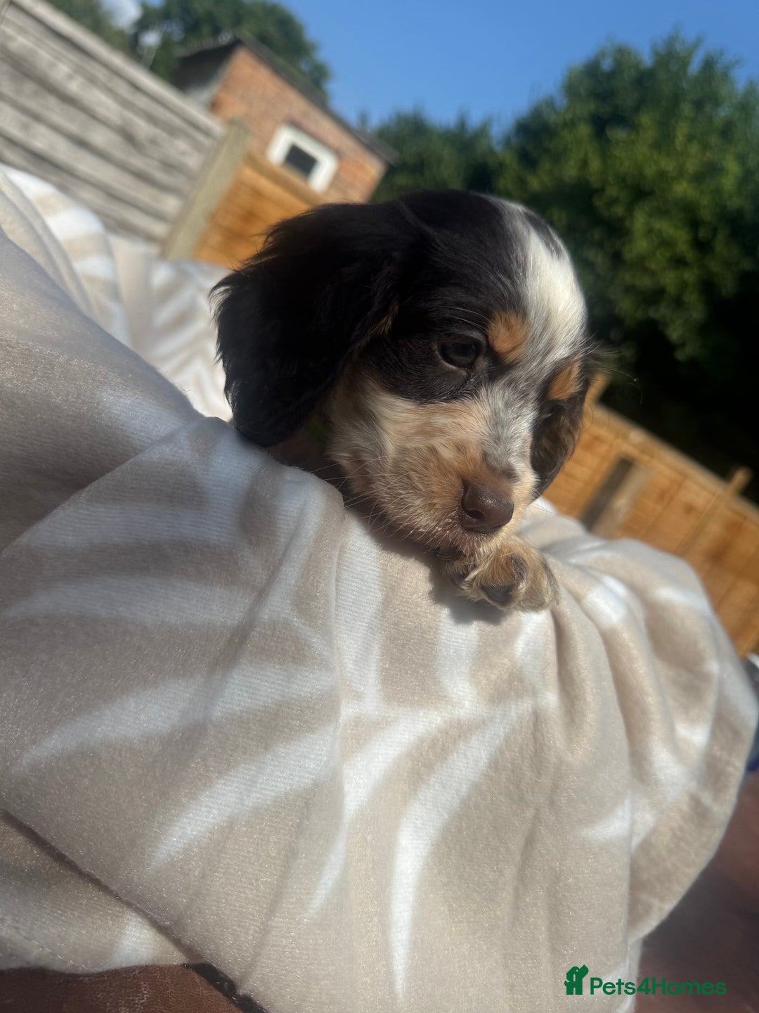 Cocker Spaniel dogs for sale: Beautiful Cocker Spaniel Puppies - Image 4