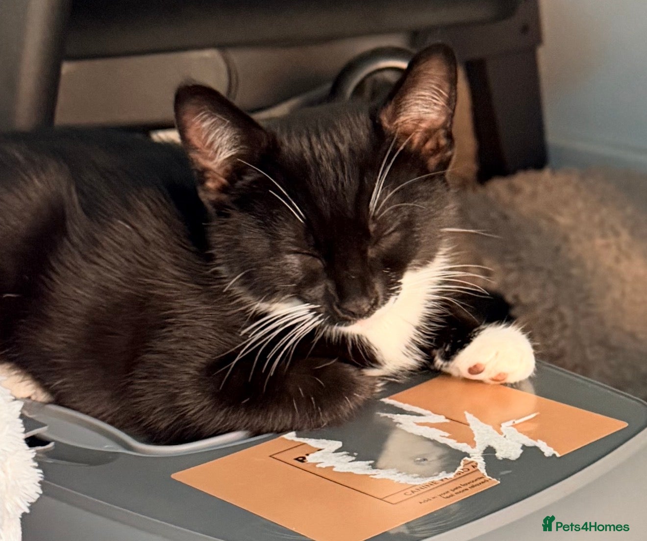 Mixed Breed cats Black and white kitten in need of forever home - Advert 7