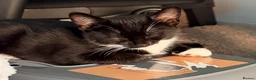 Mixed Breed cats for sale: Black and white kitten in need of forever home in Guildford - Advert 1