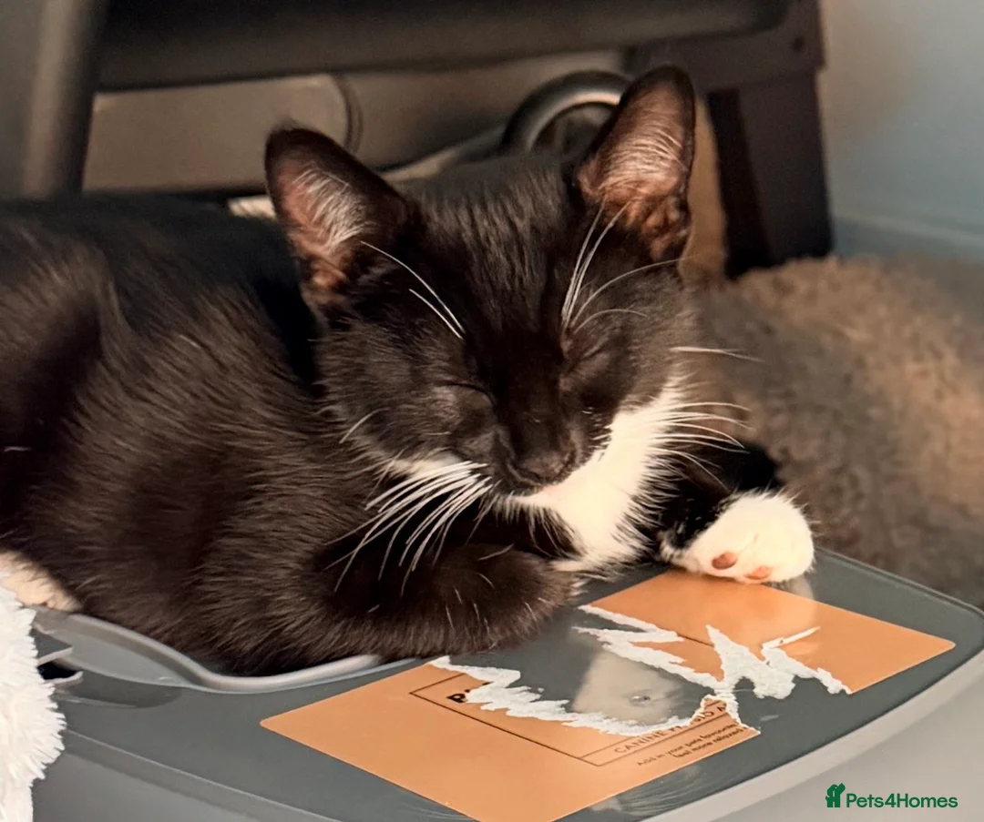Mixed Breed cats for sale: Black and white kitten in need of forever home in Guildford - Advert 1