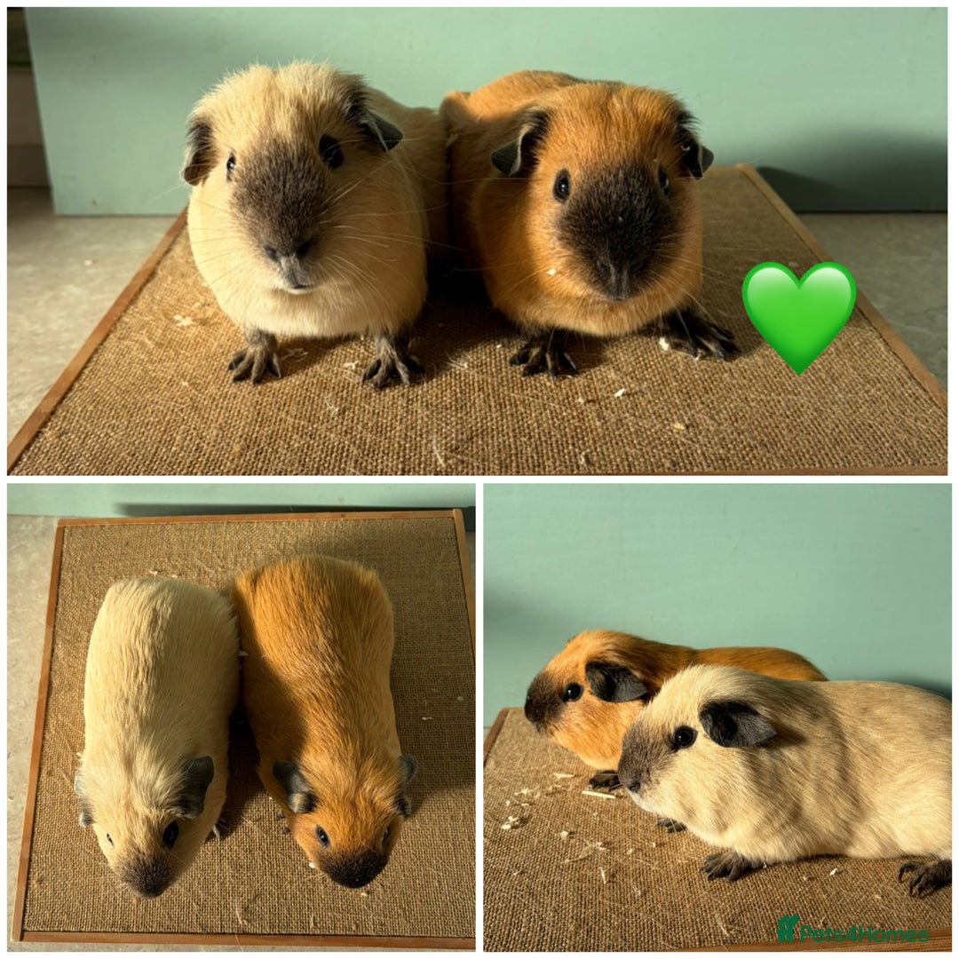 Guinea Pig rodents for sale: Bonded Male Cali Pairs - Advert 3