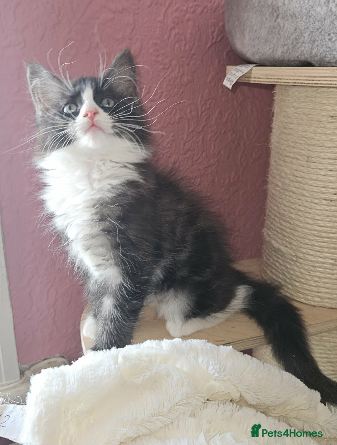 Ragcoon cats Fabulous mainecoon cross ragdoll - Advert 6