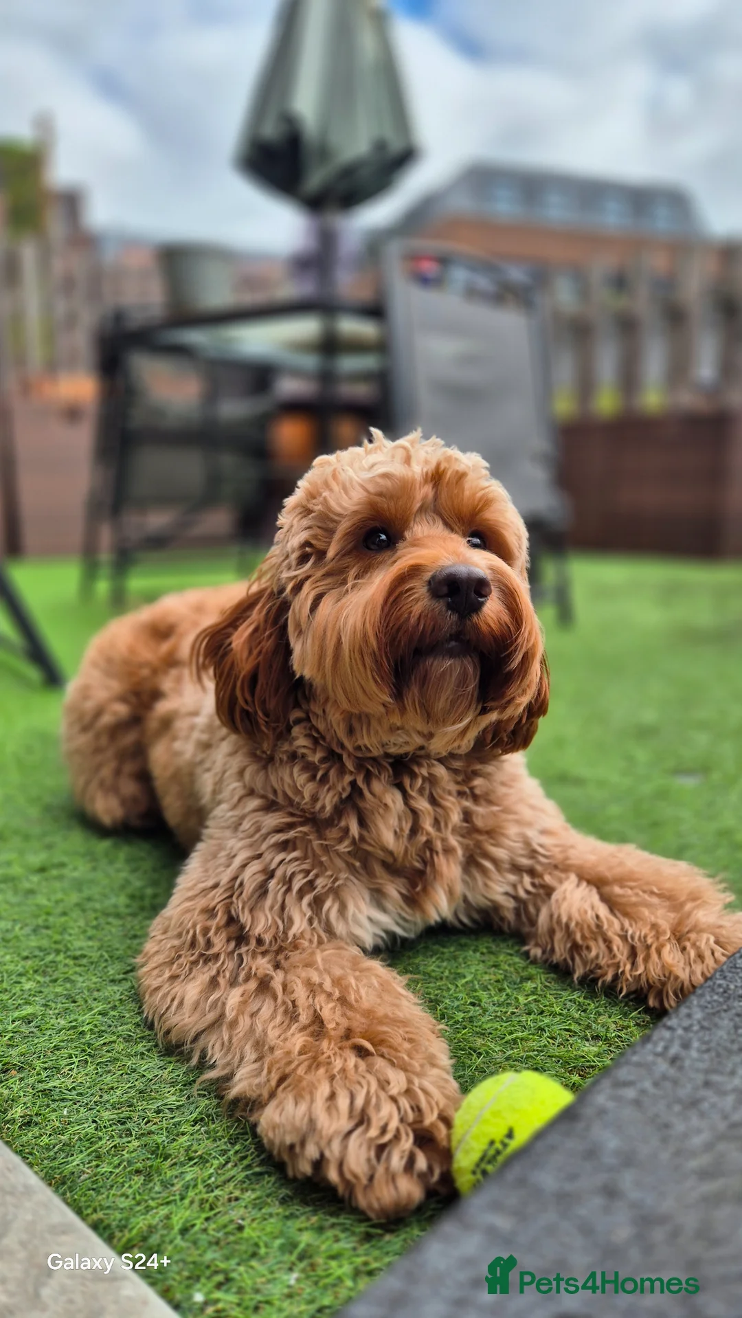 Cockapoo dogs for stud: Cockapoo F1  in Woking - Advert 1