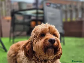 Cockapoo dogs Cockapoo F1 - Advert 3