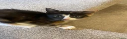 Mixed Breed cats for sale: 2 grey and white boys 2 torte girls  - Advert 9