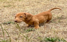 Dachshund dogs for sale: READY NOW STUNNING MINI DAXIS PRA KC REG - Image 7