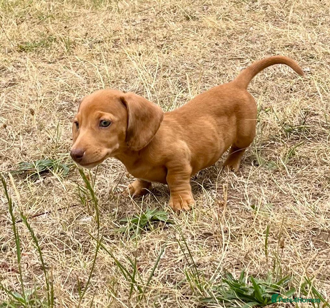 Dachshund dogs for sale: READY NOW STUNNING MINI DAXIS PRA KC REG - Image 7