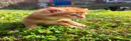 Mixed Breed cats for sale: Three baby girl kittens unexpected  in Durham - Advert 3