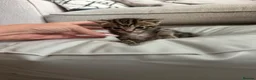 Mixed Breed cats for sale: 4 beautiful kittens ready to leave 7th September  - Advert 4