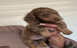 Miniature Dachshund dogs for sale: Mini Dachshund puppies for sale  - Image 2