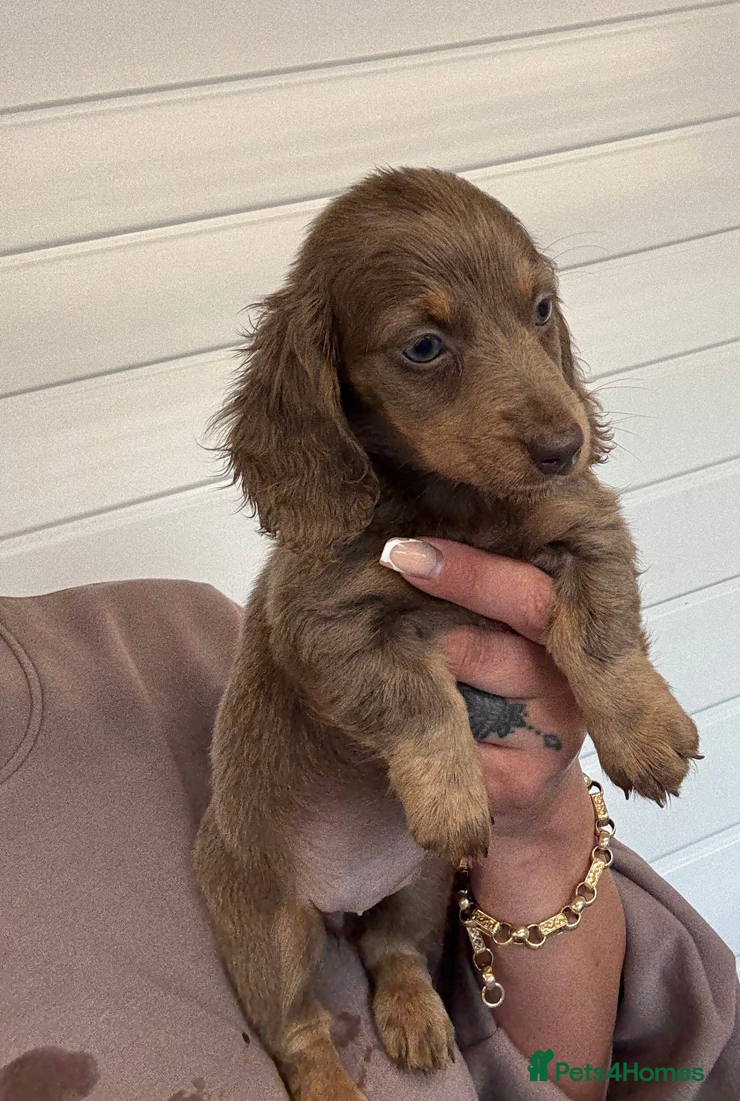 Miniature Dachshund dogs for sale: Mini Dachshund puppies for sale  - Image 2