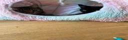 Mixed Breed cats for sale: Athena - Advert 5