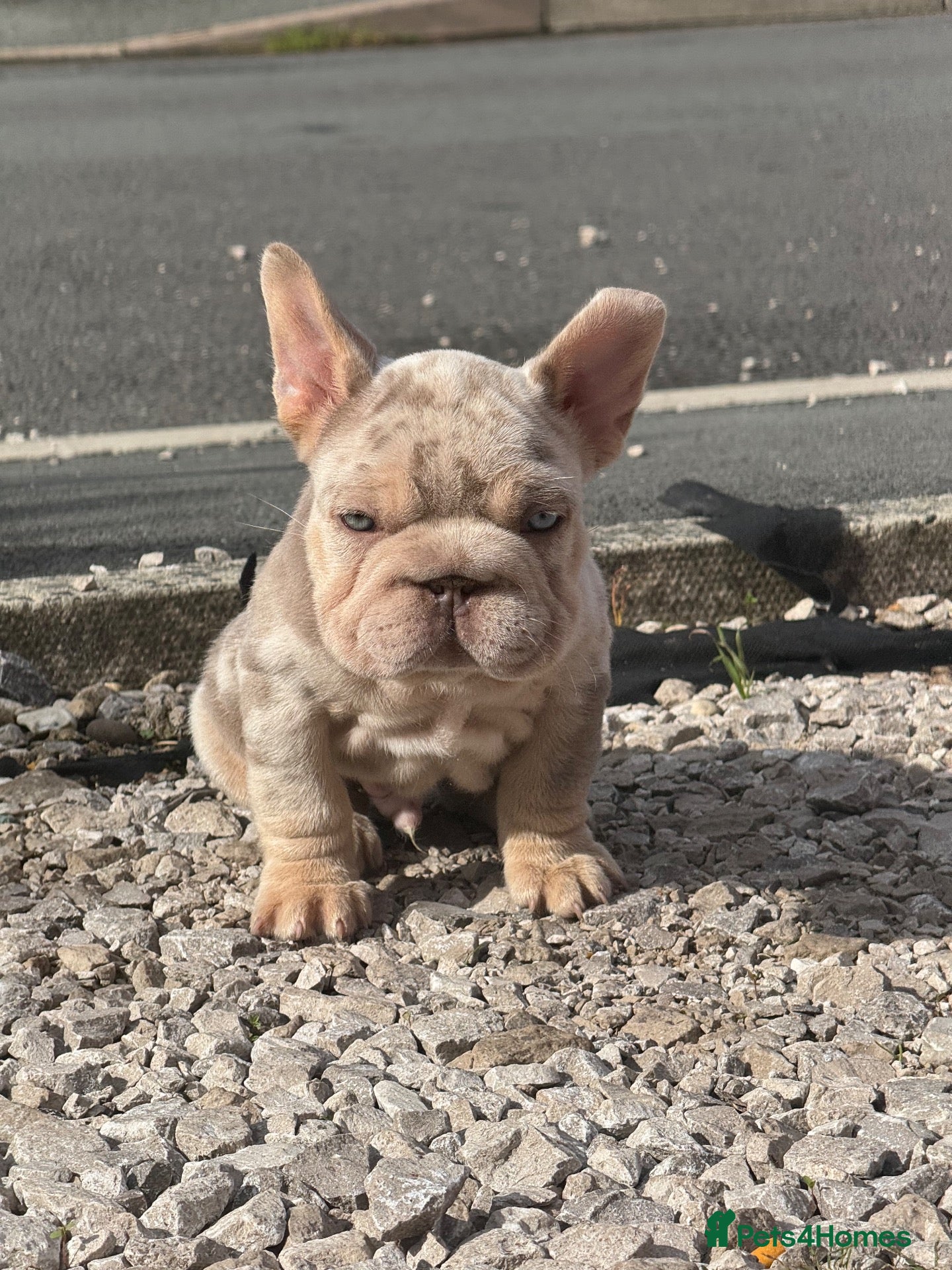 French Bulldog dogs Unique French bulldog pups READY - Advert 1