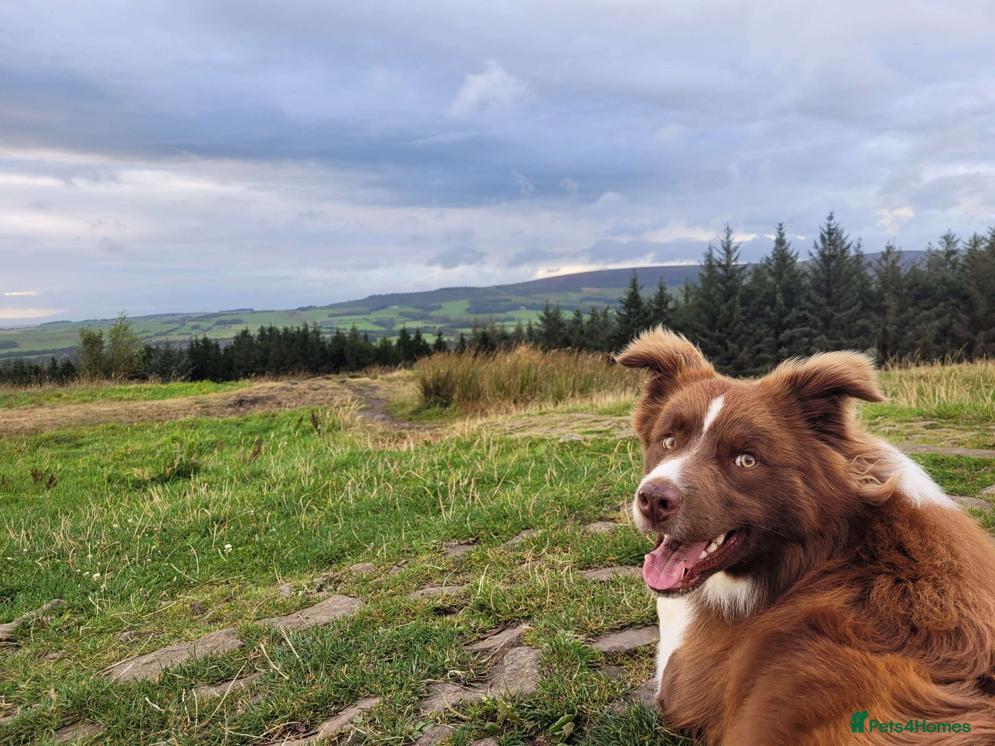 Border Collie dogs Intact Male Border Collie - KC Registered  - Advert 1