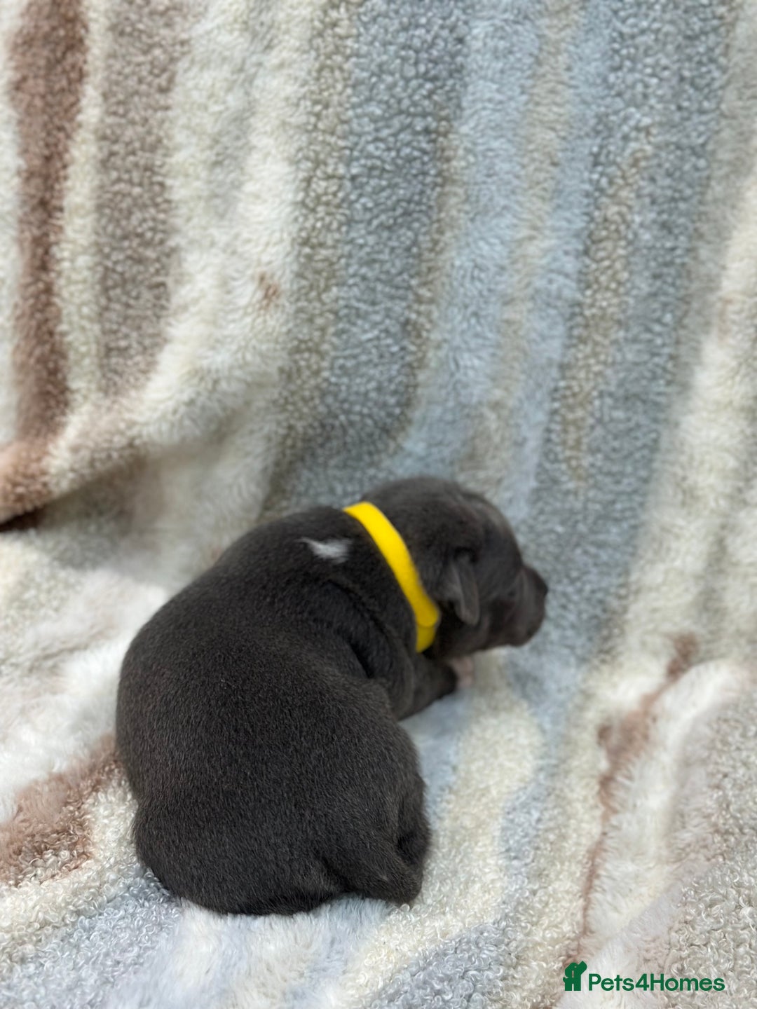 Staffordshire Bull Terrier dogs for sale: ✨🥰🐶 KC Registered Staffordshire Bull Terrier  🐾 - Advert 38