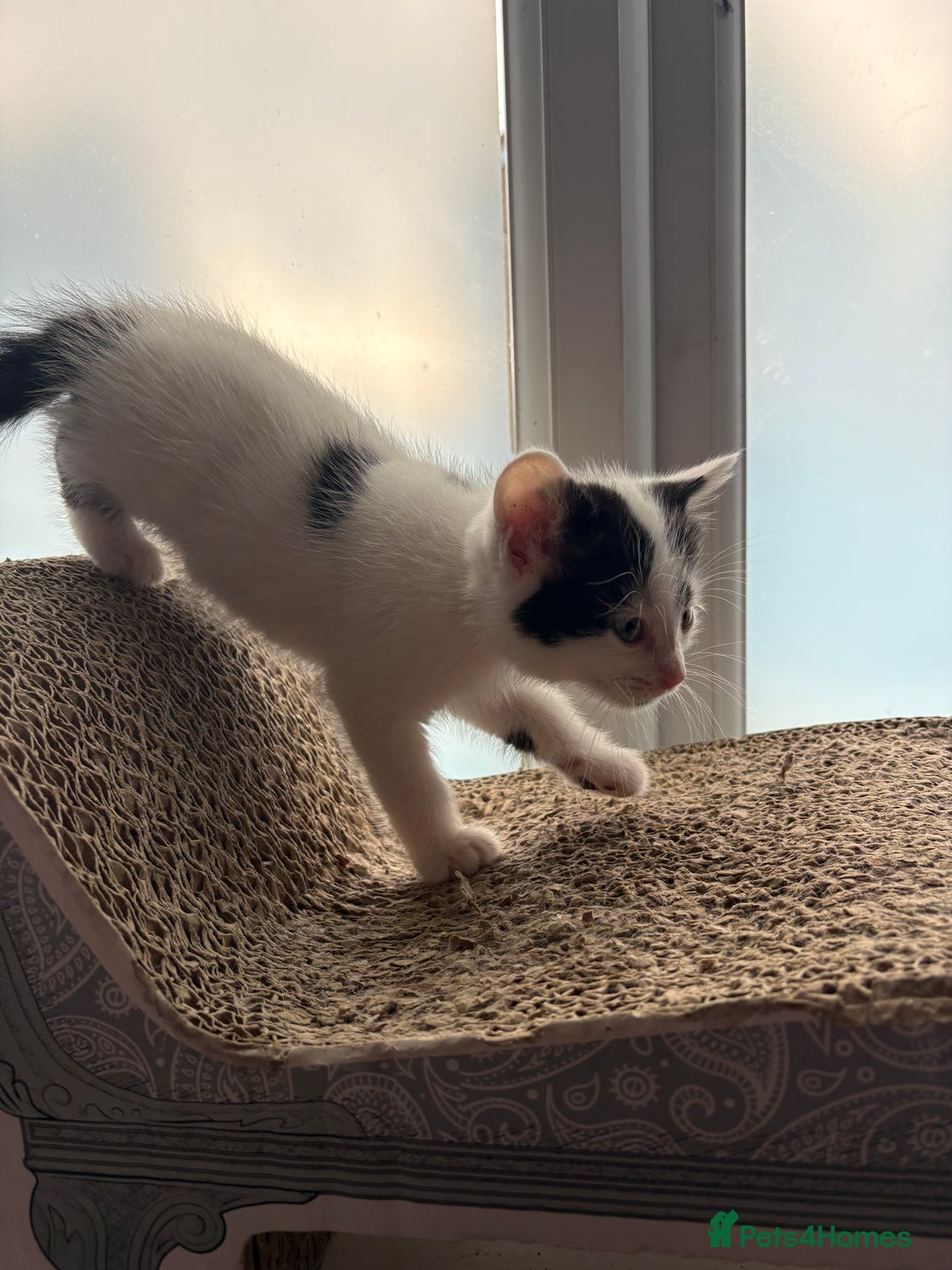 Domestic Shorthair cats for sale: Kittens ready now!  - Image 8