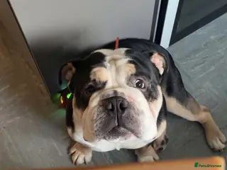 Olde English Bulldogge dogs Enzo - Olde English Bulldog - Advert 1