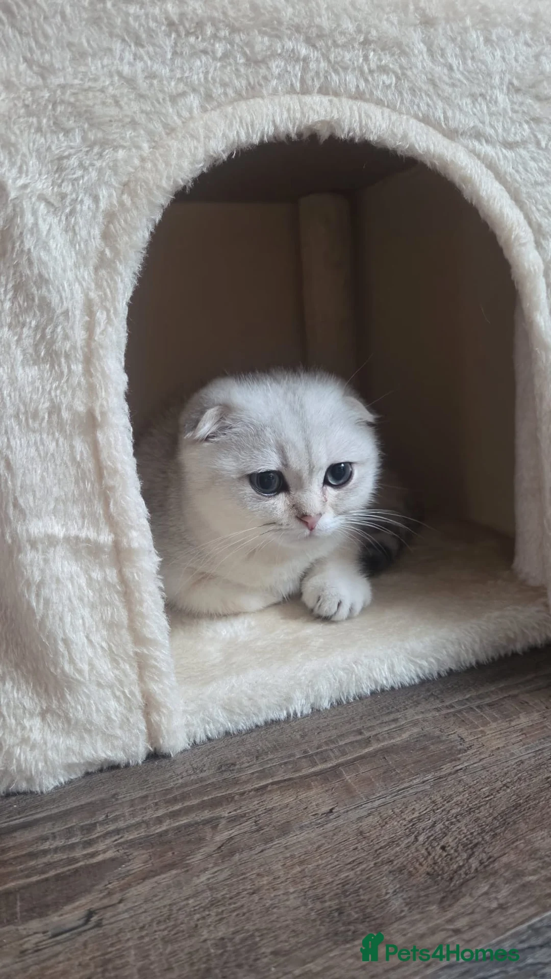 Scottish Fold cats for sale: Scottish fold  in Bradford - Advert 1