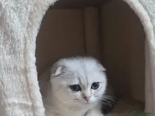 Scottish Fold cats Scottish fold - Advert 4