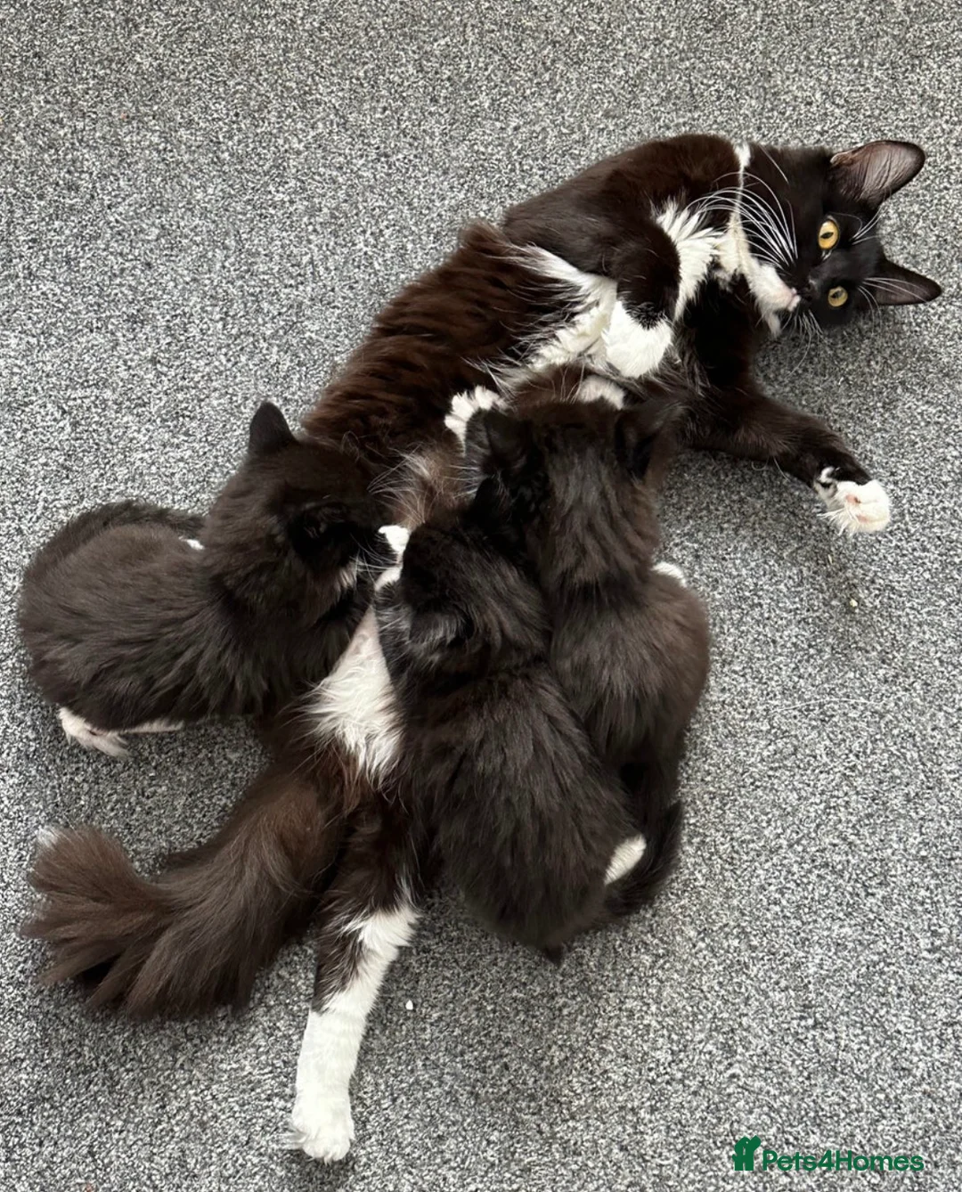 Siberian cats for sale: Siberian kitty  - Advert 4