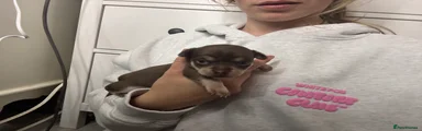 Chihuahua Puppy 3