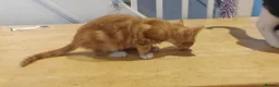 Mixed Breed cats for sale: Beautiful ginger girl in Rushden - Advert 3