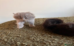 Scottish Fold cats for sale: 2 female Scottish fold cross kittens for sale  - Image 6