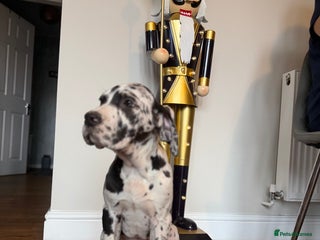 Great Dane dogs “””””REDUCED””””kc registered Great Danes - Advert 15