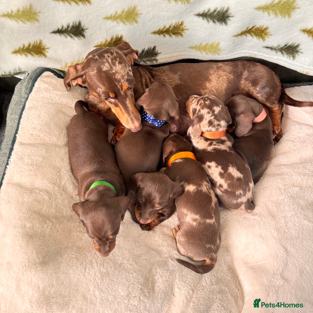Miniature Dachshund dogs for sale: 6 KC registered miniature dachshund pupps  - Advert 17