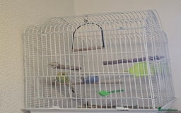 Budgerigars birds for sale: 2 friendly budgies - Advert 10