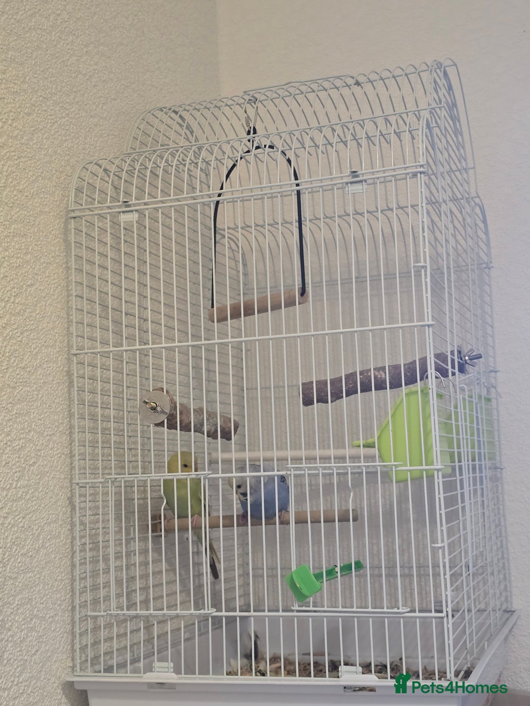 Budgerigars birds for sale: 2 friendly budgies - Advert 10