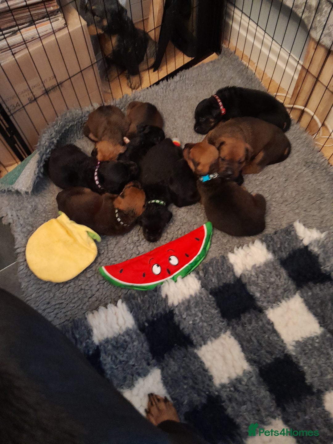 Mixed Breed dogs for sale: Rottweiler/pressa f1 - Image 6