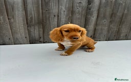 Cocker Spaniel dogs for sale: Cocker spaniel puppy’s  - Image 8