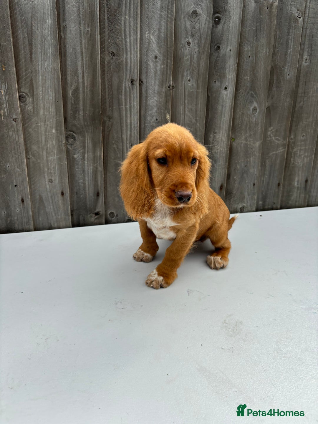 Cocker Spaniel dogs for sale: Cocker spaniel puppy’s  - Image 8