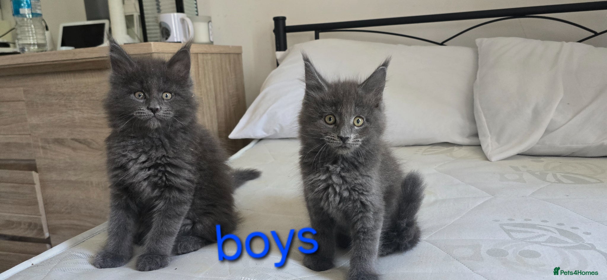 Maine Coon cats Maine Coon Kitten ready - Advert 5